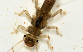 Stoneflies Stoneflies