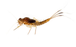 Mayfly Nymph