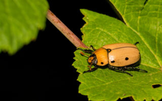 Grapevine Beetles Grapevine Beetles
