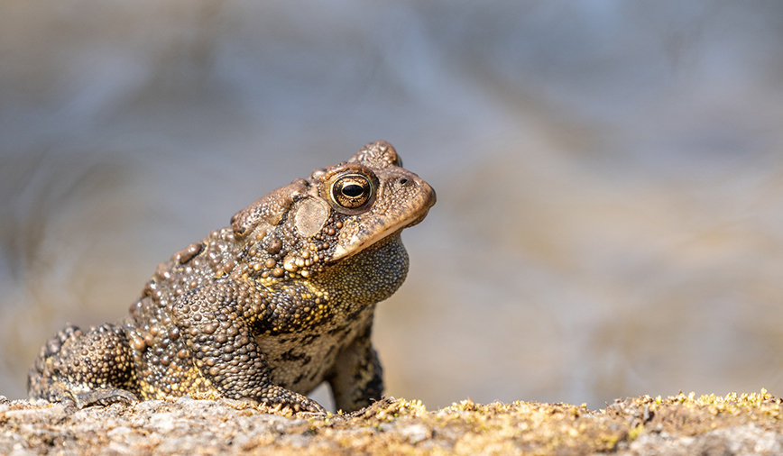 American Toads