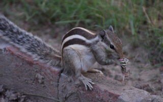 Secret Identities Secret Identities