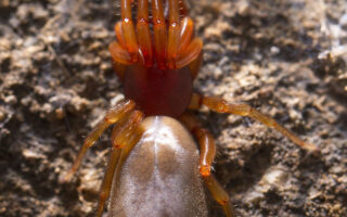 Wood Louse Spider Wood Louse Spider