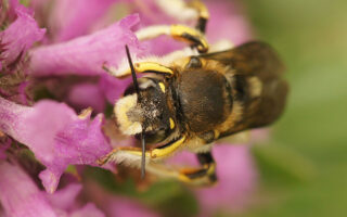 Wool Carder Bee