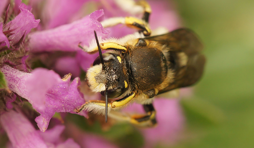 Wool Carder Bee