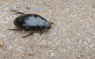 Water Scavenger Beetles