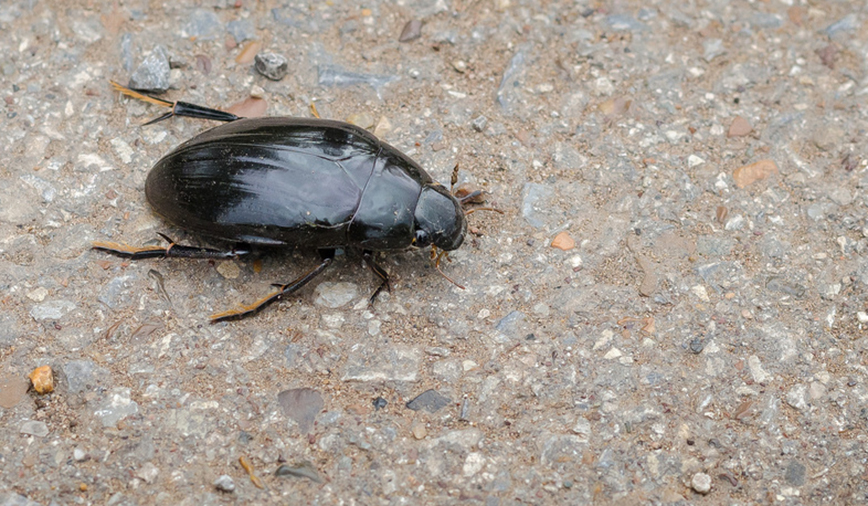 Water Scavenger Beetles