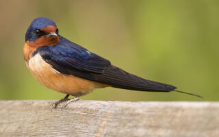 Barn Swallows Barn Swallows