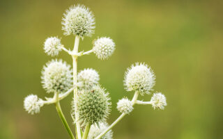Rattlesnake Master