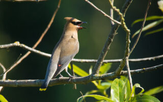 Cedar Waxwings Cedar Waxwings