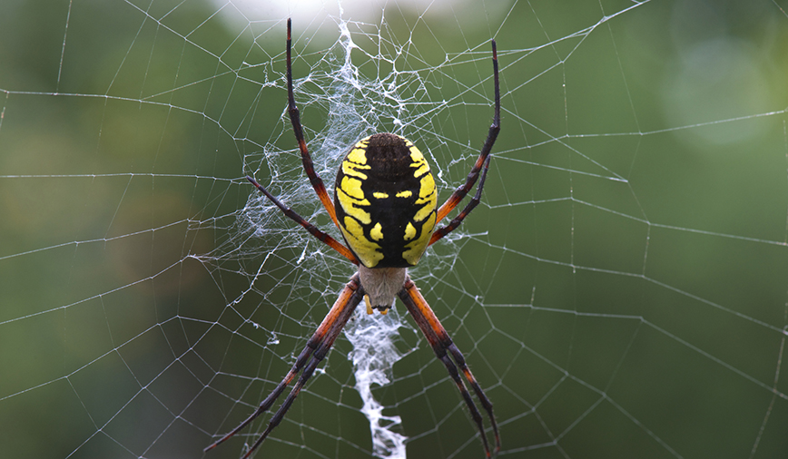 Argiope Spider