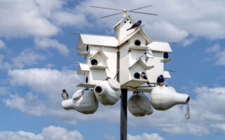 Purple Martins