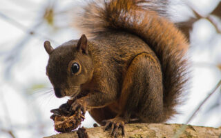 Squirrels-n-Walnuts