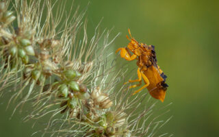 Ambush Bug