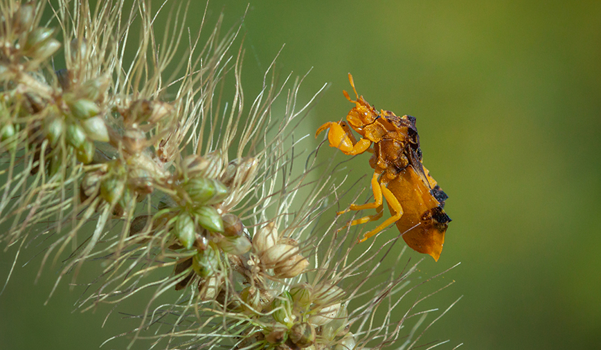 Ambush Bug