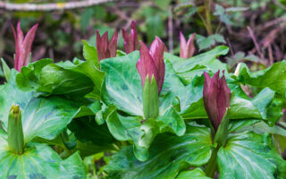 Ants and Plants Ants and Plants