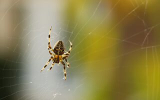 Araneus