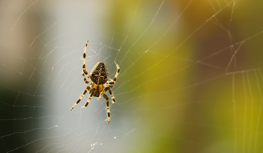 Araneus