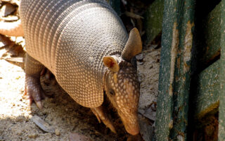 Armadillo