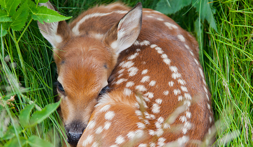 Baby Animals