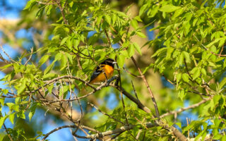 Baltimore Oriole Baltimore Oriole