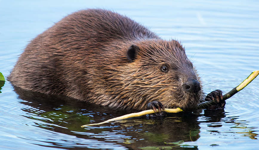 Beavers