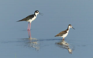 Black Necked Stilts