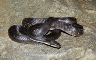 Black Rat Snake