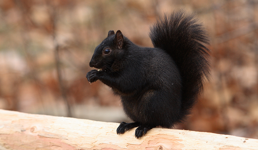 Black Squirrel Eating