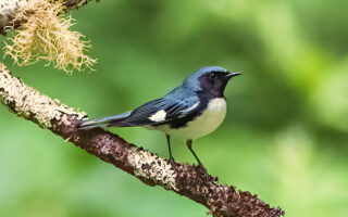 Black Throated Blue Warbler