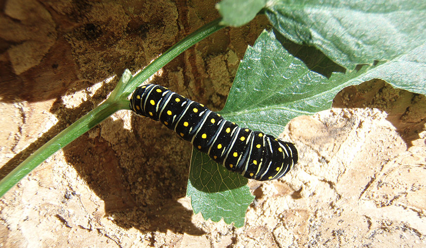 Black Swallow Tail