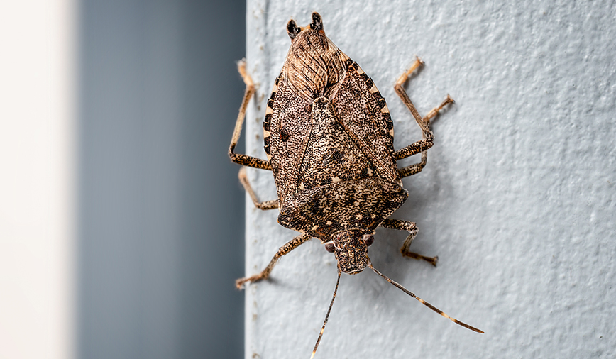 Brown Marmorated Stink Bug