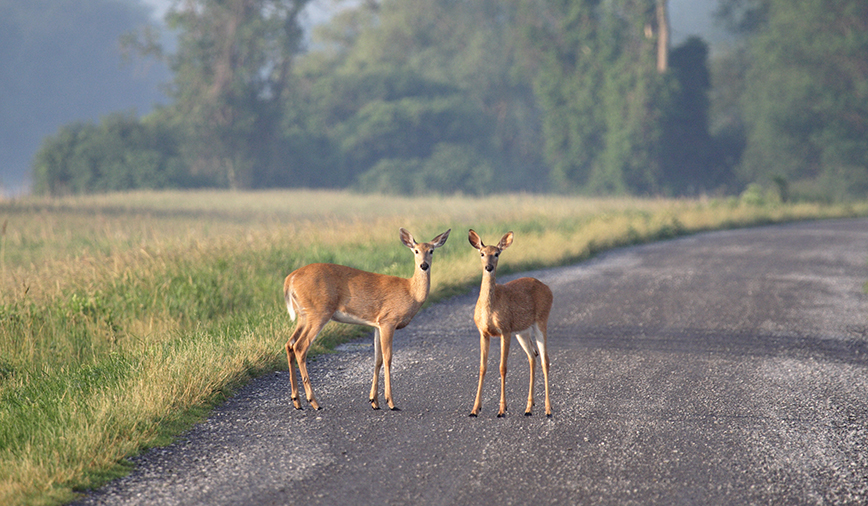 Cam Deer