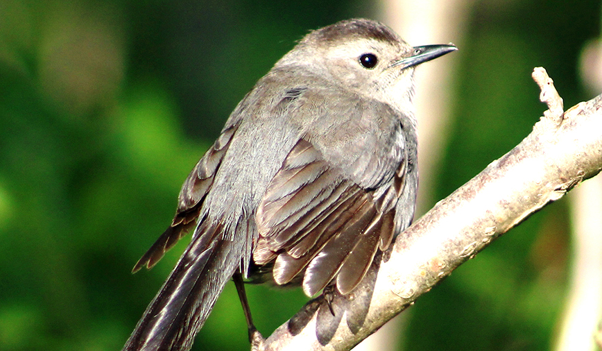 Catbirds