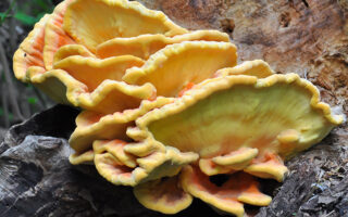 Chicken of the Woods