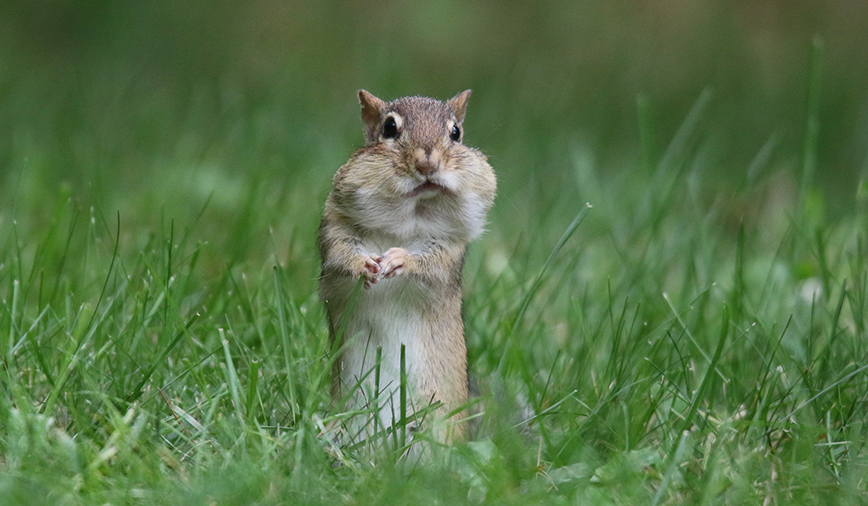 Chipmunk