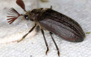 Cicada Parasite