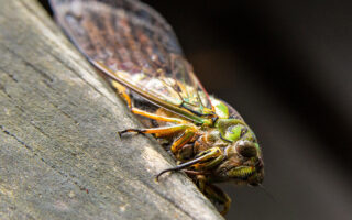 Cicadas