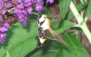 Clearwing
