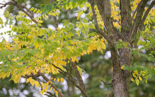 Coffee Tree Coffee Tree