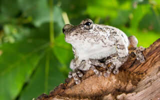 Cope's Gray Tree Frog Cope's Gray Tree Frog