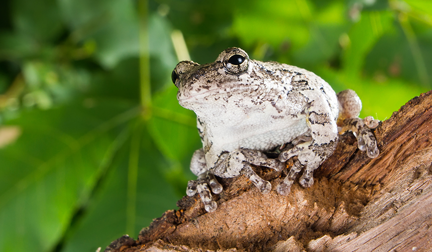 Cope's Gray Tree Frog