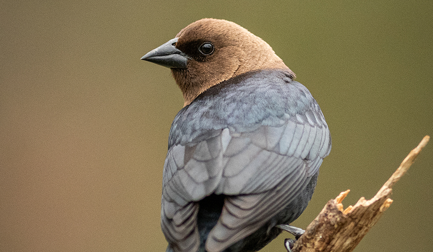 Cowbird