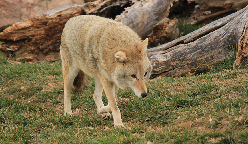 Coyotes