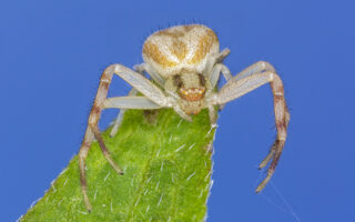 Crab Spiders