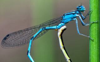Damselflies Dragon Wheels