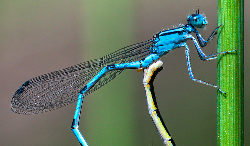 Damselflies Dragon Wheels