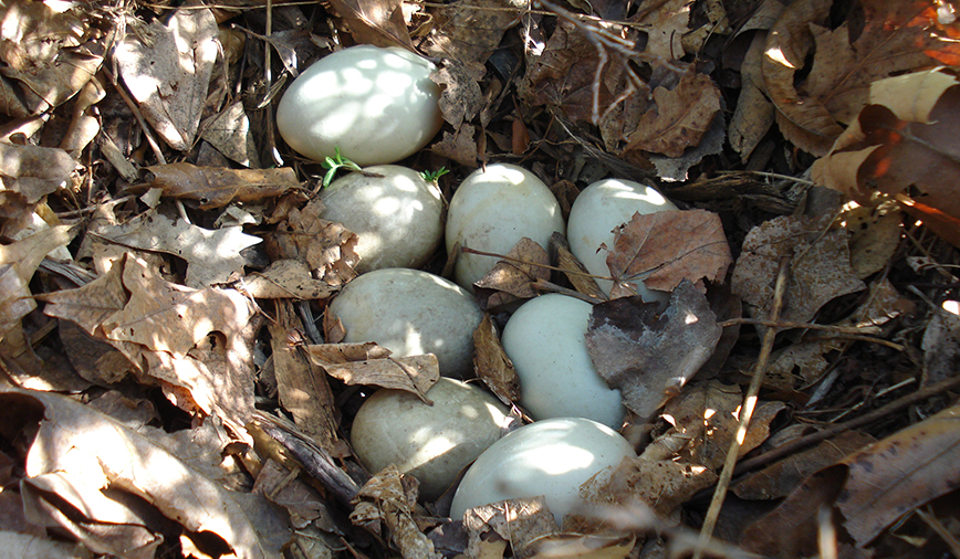 Duck Eggs