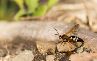 Eastern Cicada Killer Eastern Cicada Killer