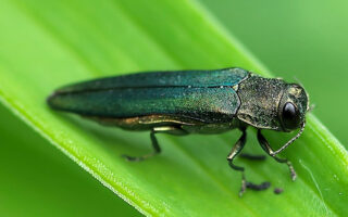 Emerald Ash Borer