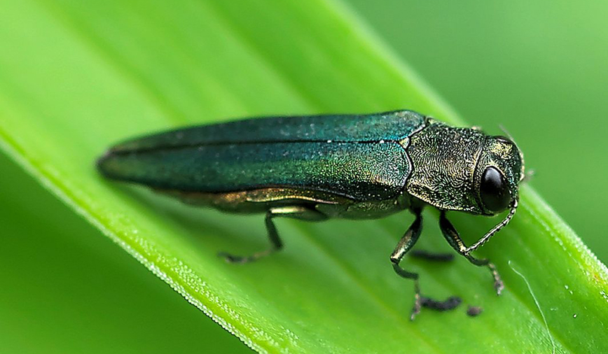 Emerald Ash Borer